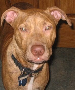 Long Nose Pitbull