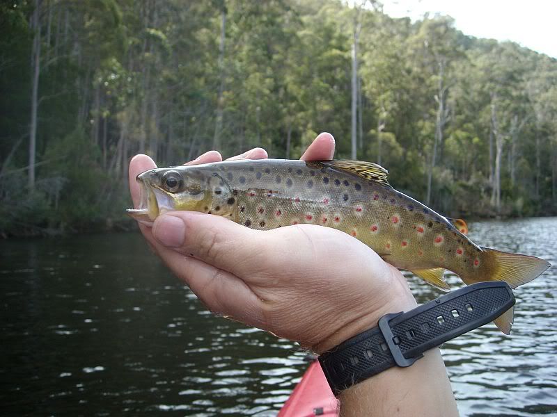 Tas. Lake Barrington "Wish you were here" Kayak and Fishing Forum