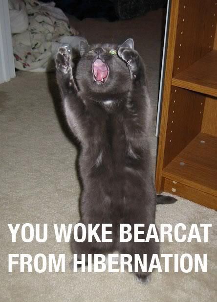 BearCat.jpg