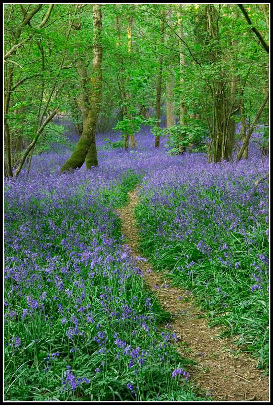 Bluebells001FF.jpg