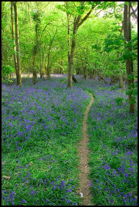 Bluebells002FF.jpg