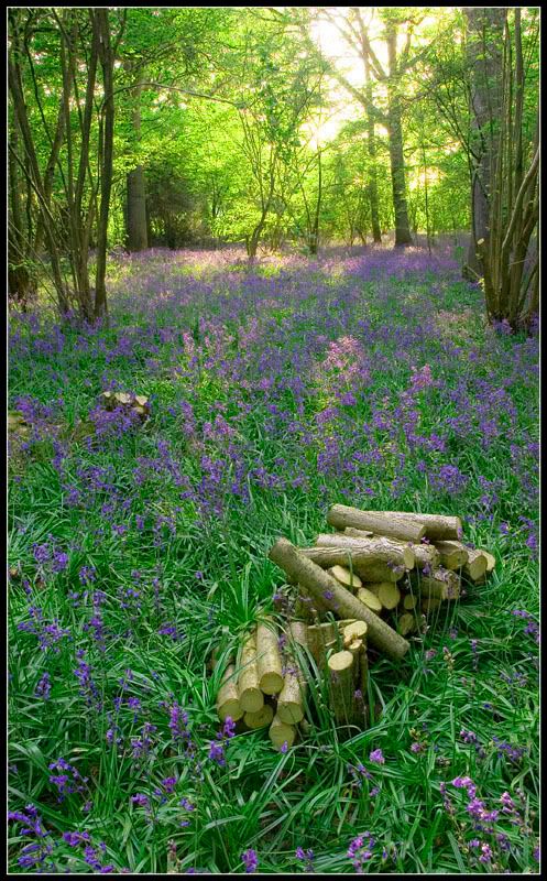 Bluebells003FF.jpg