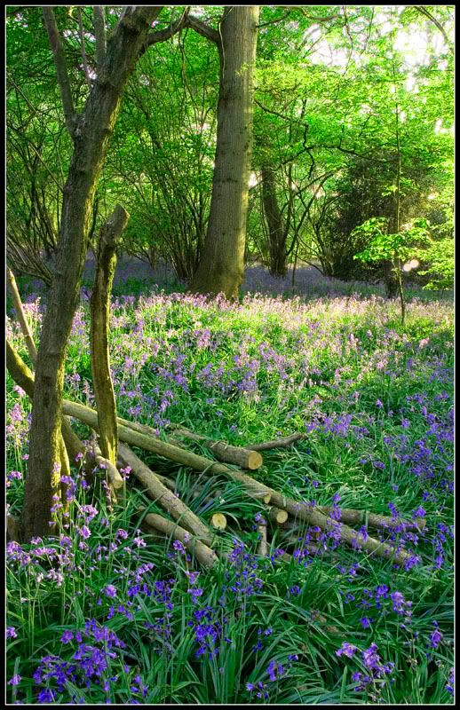 Bluebells004FF.jpg