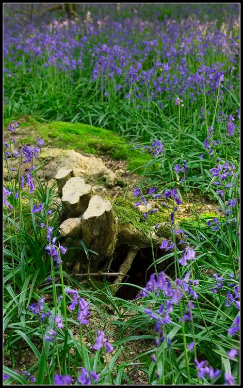 Bluebells005FF.jpg