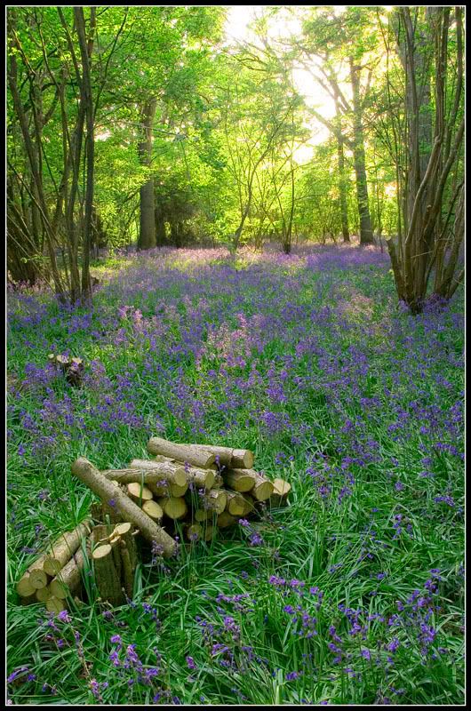 Bluebells006FF.jpg