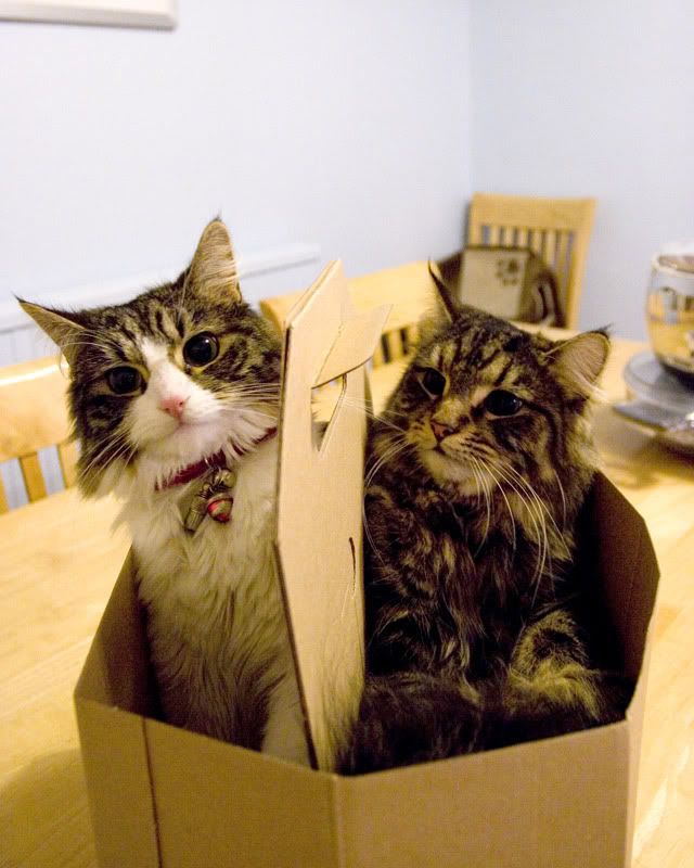 Catinthebox.jpg