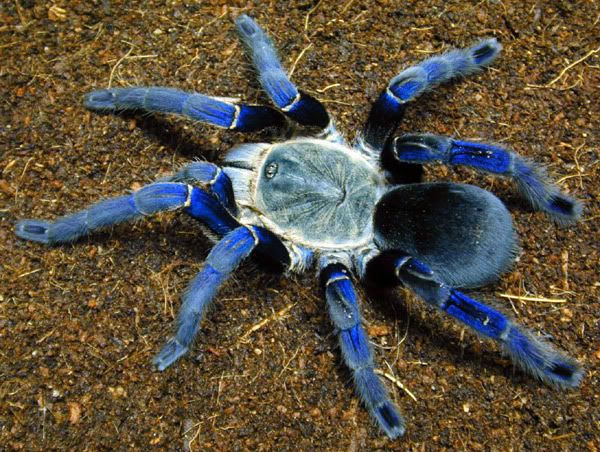 Cobalt_Blue_II_by_Annaksunamoon.jpg