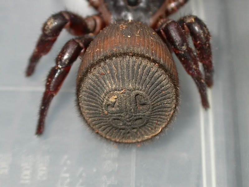 cyclocosmia trapdoor spider