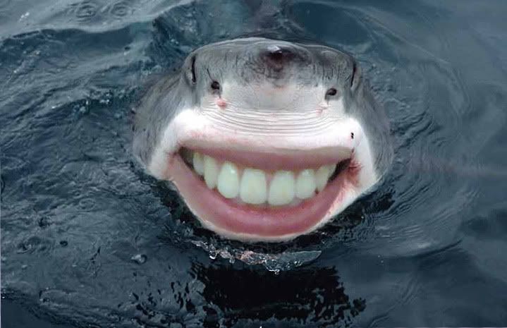 Happehshark.jpg
