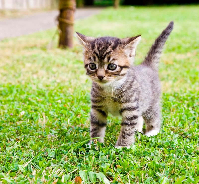 Kitten01FF.jpg