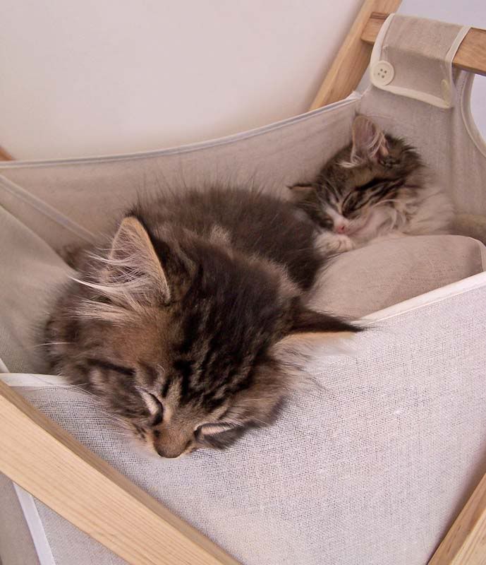Kittens1FF.jpg