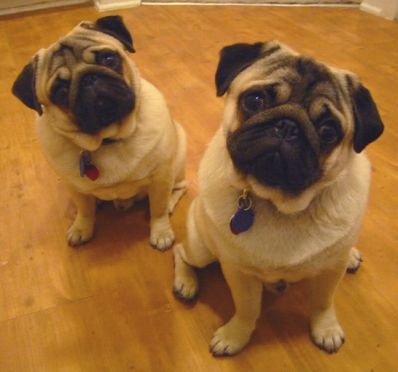 PUGS.jpg