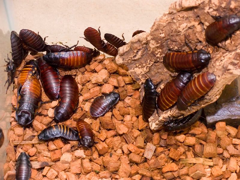 Roaches02.jpg