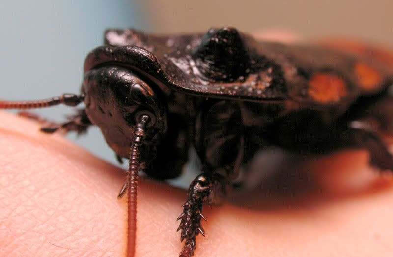 Roaches04.jpg
