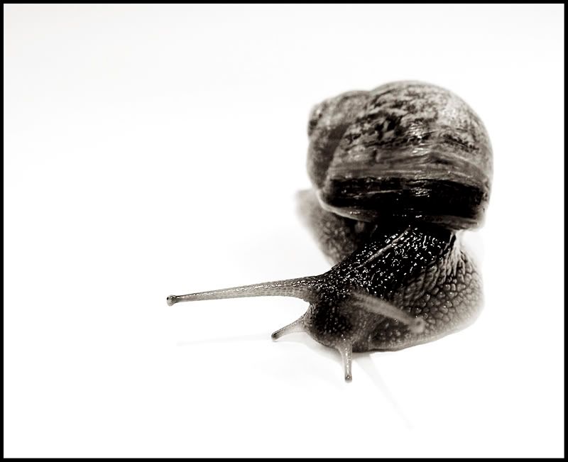 Snail013FF.jpg