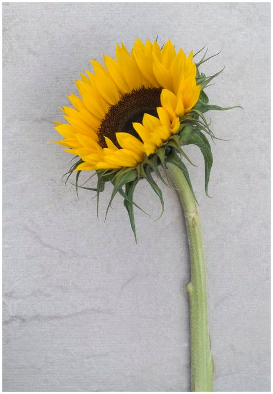 Sunflower01FF.jpg