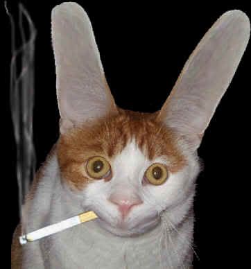 cabbit.jpg