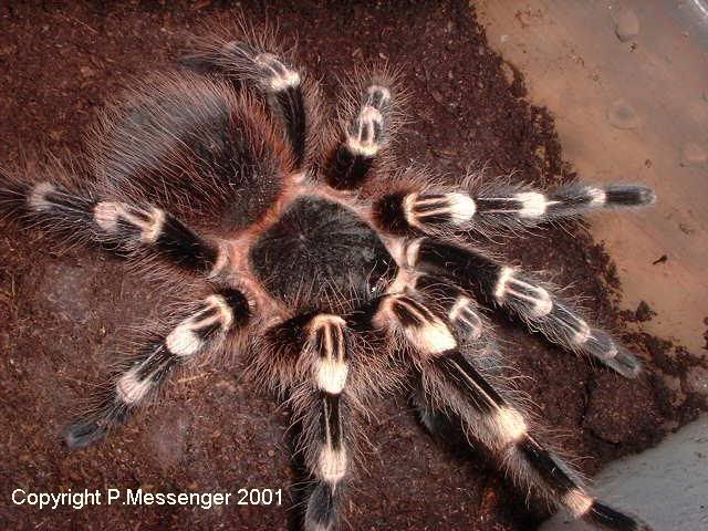 geniculata.jpg