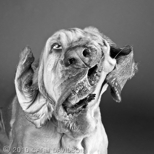 shaking-dog-face5.jpg