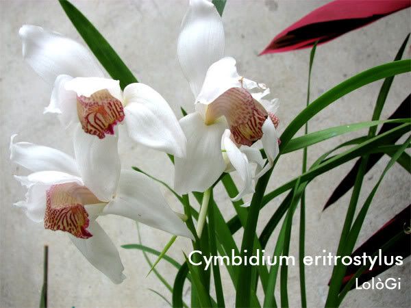 Cymbidium-eritrostylus.jpg
