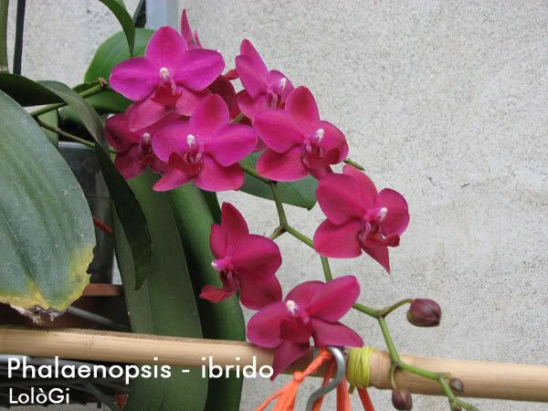 phalaenopsis-ibrido.jpg