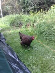 Chicken checking the perimeter