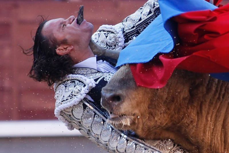 bull2.jpg