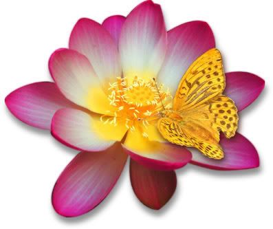 Butterfly lotus