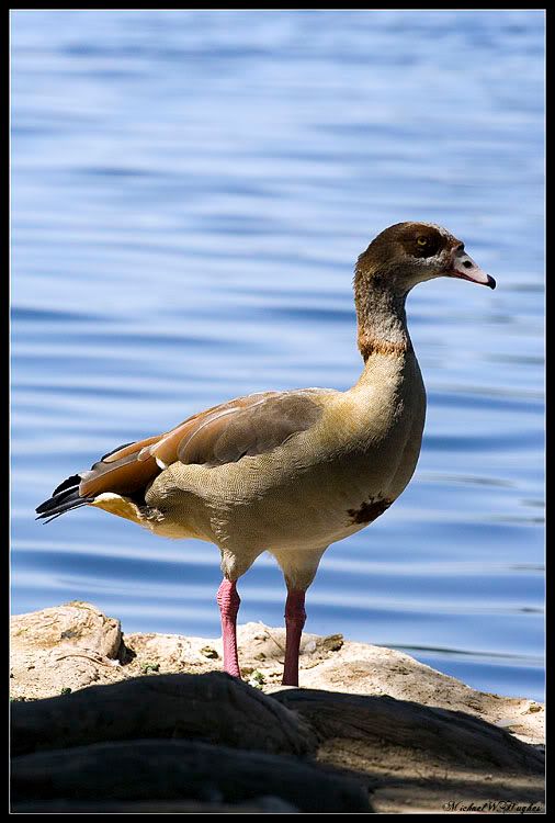 IMAGE: http://i14.photobucket.com/albums/a303/Mikael454/49.jpg