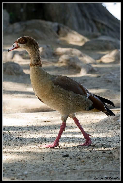 IMAGE: http://i14.photobucket.com/albums/a303/Mikael454/50.jpg