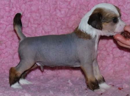 hairless-male2-4weeks1-1.jpg