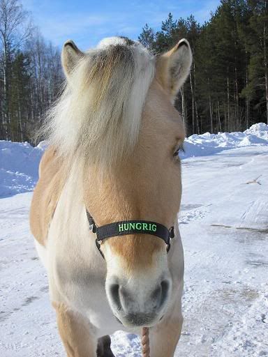hungrig.jpg