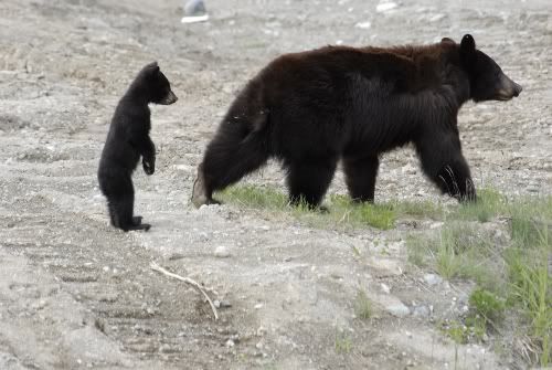 black-bear-cub-standing_zps512b373c.jpg