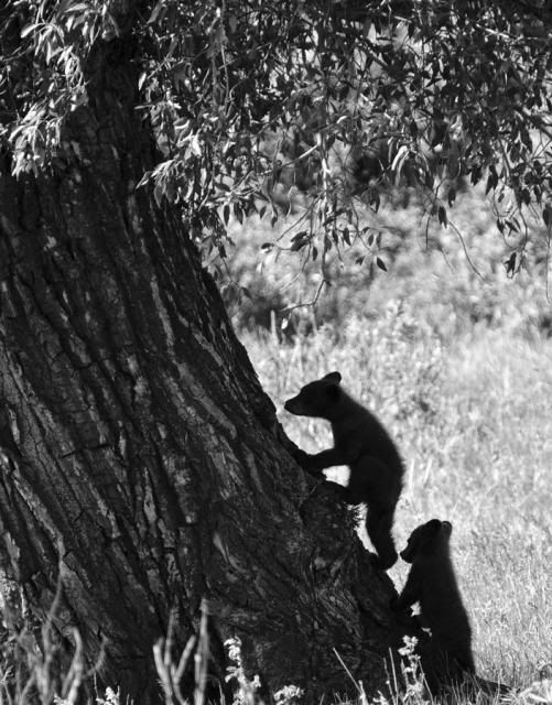 black-bear-cubs-climbing-a-tree-crystal-wightman_zpsff4f9e41.jpg