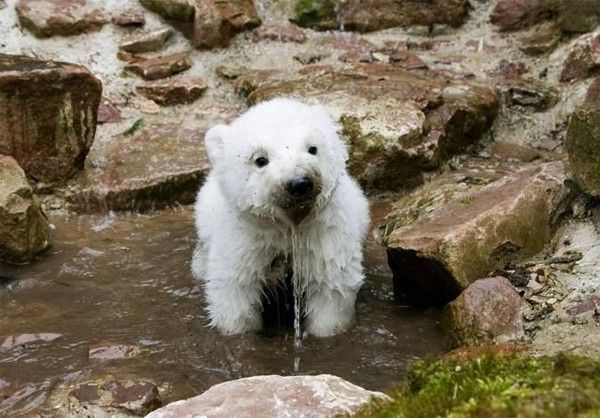 polar-bear-cub-drinking-water_www_61p_net_zps8a51d1fe.jpg