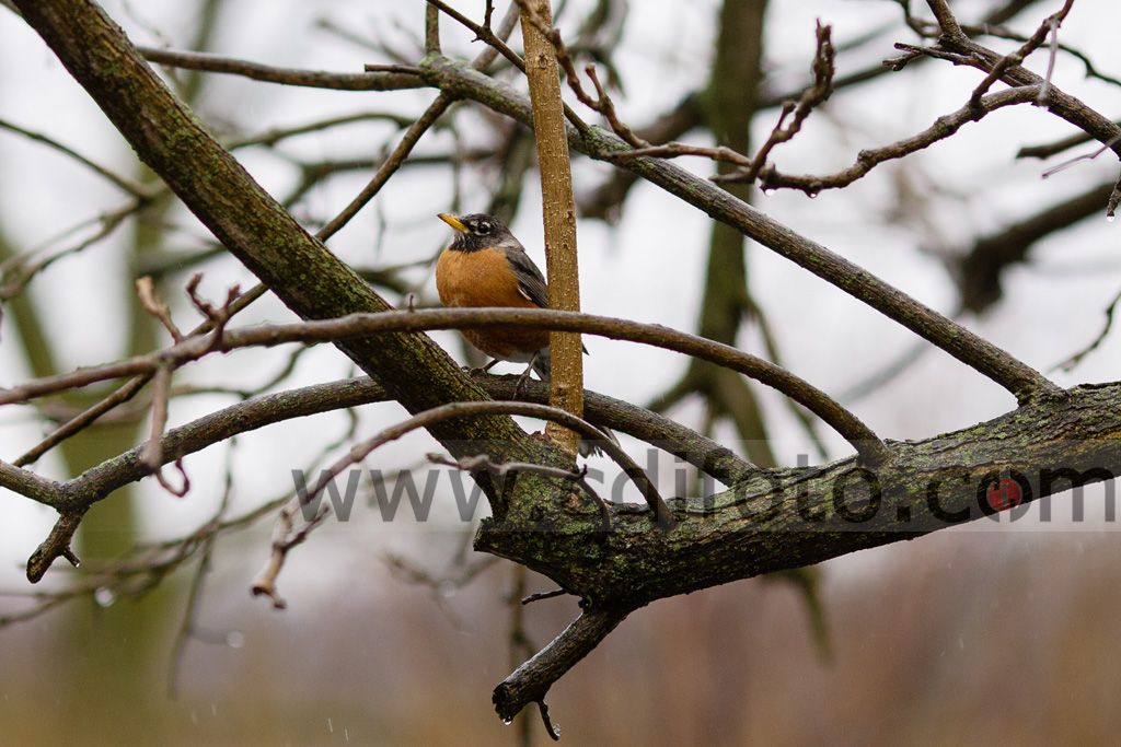 IMAGE: http://i14.photobucket.com/albums/a304/cdifoto/potn/2014-04-07-0006_zpsdf2c287a.jpg~original