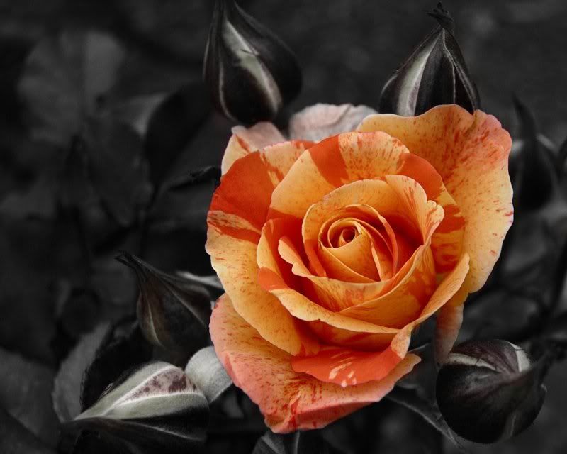 rose Pictures, Images and Photos