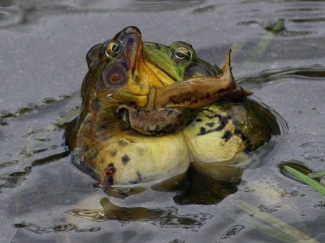  В природно-историческом парке «Кузьминки-Люблино» можно посетить «концерты», устраиваемые  лягушками на Кузьминских водоемах  - фото 1