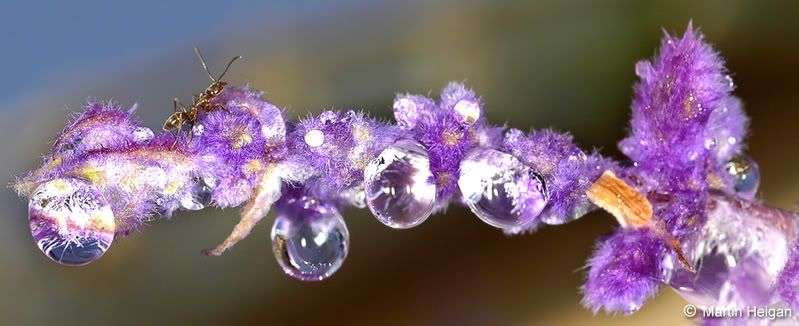 Water_Drops_on_Salvia_04.jpg