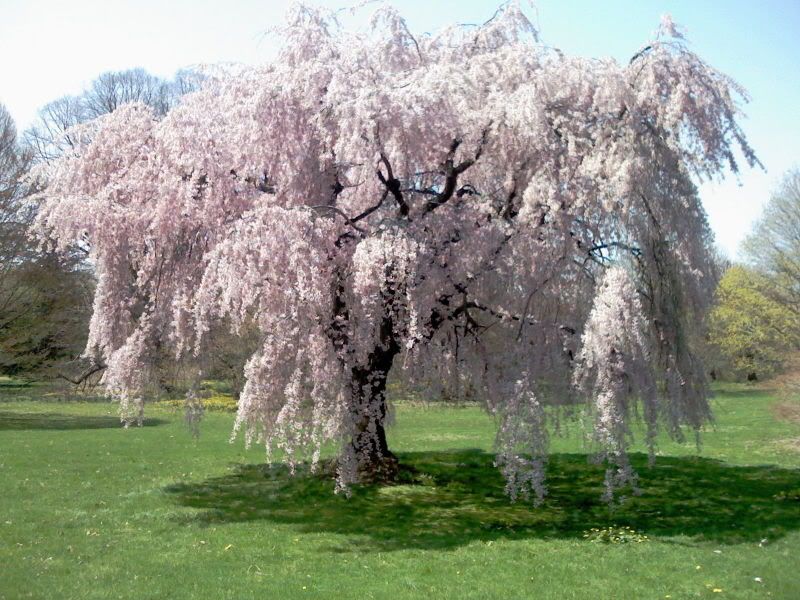 dwarf weeping cherry tree pictures. weeping cherry tree and