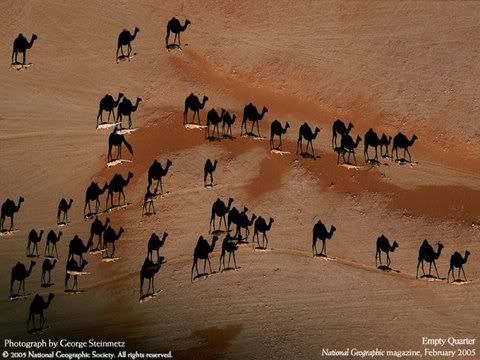 camel-wall-paper.jpg