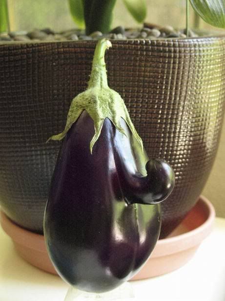 Eggplant Nose