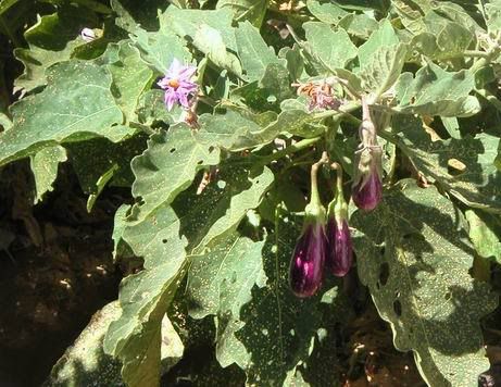 Fairy Tale Eggplant Growing