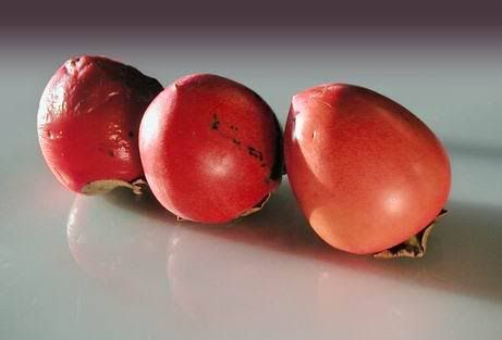 3 stages of ripeness Persimmon