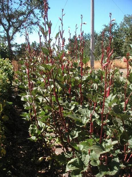 Red Velvet Okra Plant Growing Tall