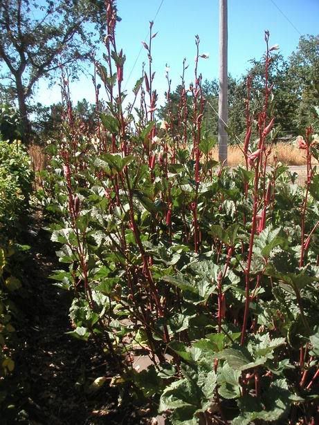 okra plant impression