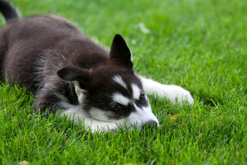 IMAGE: http://i14.photobucket.com/albums/a307/malcolm027/IMG_3857.jpg?t=1246776145