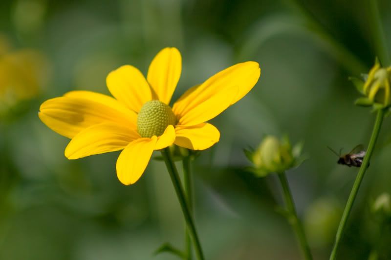 IMAGE: http://i14.photobucket.com/albums/a307/malcolm027/IMG_8471.jpg?t=1241734704