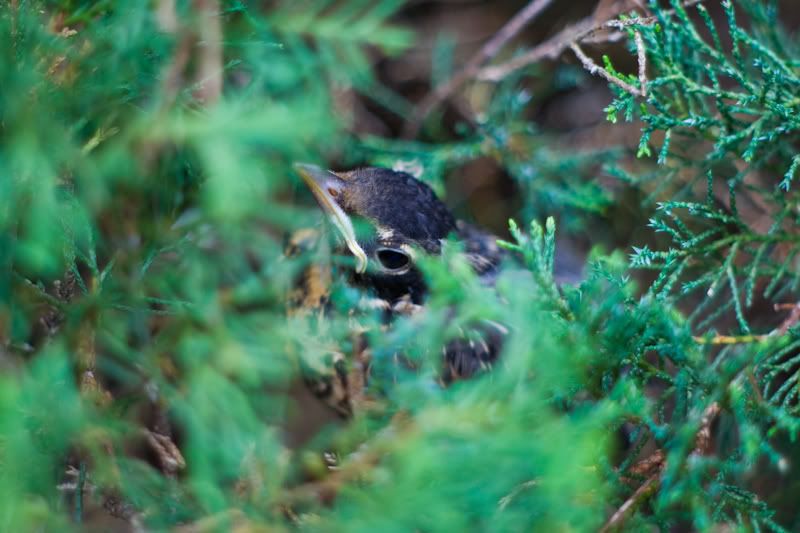 IMAGE: http://i14.photobucket.com/albums/a307/malcolm027/IMG_8577.jpg