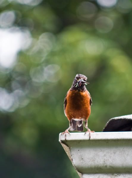 IMAGE: http://i14.photobucket.com/albums/a307/malcolm027/IMG_8615.jpg